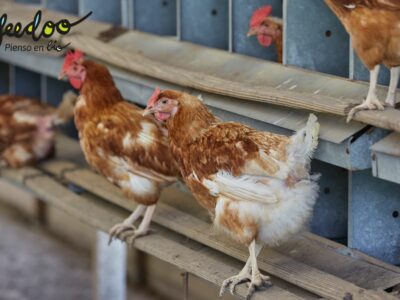 Pienso ecológico para pollos, una alternativa saludable y sostenible para productores y consumidores, según Bifeedoo