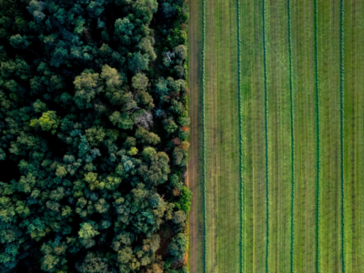 Más de 30.000 empresas españolas, a menos de 7 meses de la directiva europea sobre deforestación