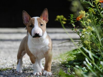 Costa Cabana Bull, centro especializado en la cría del perro bull terrier miniatura