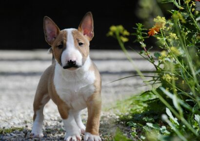 Costa Cabana Bull, centro especializado en la cría del perro bull terrier miniatura