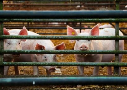 El pienso ecológico para cerdos de Bifeedoo, una solución capaz de reducir el uso de fármacos en la ganadería porcina