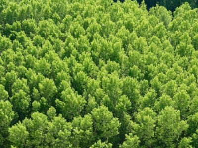 DXC Technology colabora con el proyecto de reforestación Motor Verde de Fundación Repsol