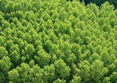 DXC Technology colabora con el proyecto de reforestación Motor Verde de Fundación Repsol