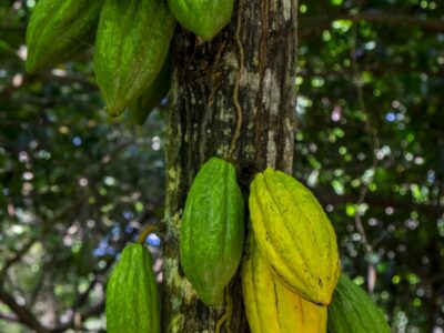 Cacao y no chocolate: Paccari habla sobre cuatro beneficios desconocidos de este producto