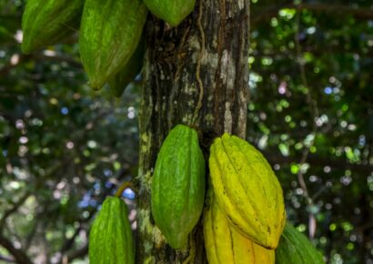 Cacao y no chocolate: Paccari habla sobre cuatro beneficios desconocidos de este producto