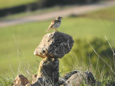 El canto de las aves de la Sierra Norte de Guadalajara: terapia natural