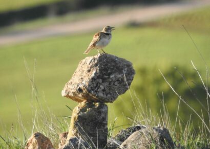 El canto de las aves de la Sierra Norte de Guadalajara: terapia natural