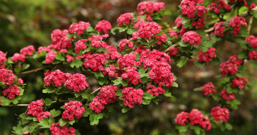 1. Conociendo al árbol de Júpiter: un tesoro en jardines