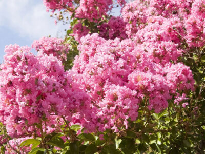5 cuidados del árbol de júpiter: recomendaciones de expertos en viveros