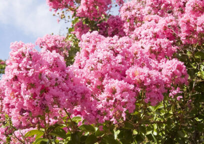 5 cuidados del árbol de júpiter: recomendaciones de expertos en viveros