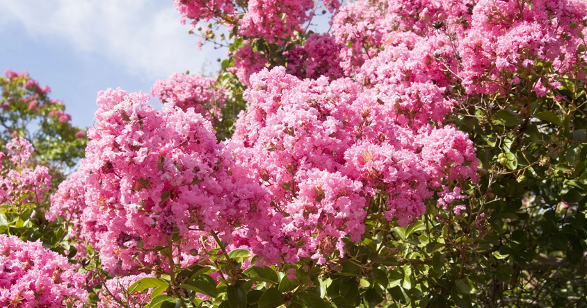 5 cuidados del árbol de júpiter: recomendaciones de expertos en viveros