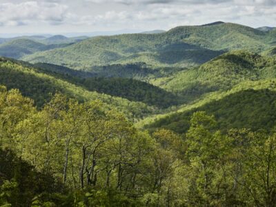 El documental Forested Future invita a reconectar con el mundo natural y los grandes bosques del planeta