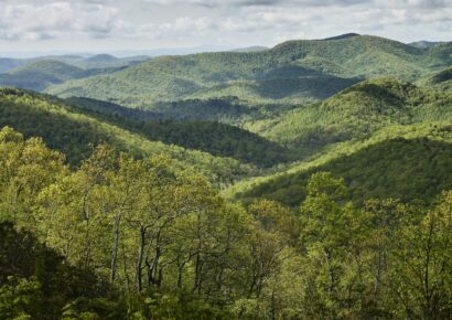 El documental Forested Future invita a reconectar con el mundo natural y los grandes bosques del planeta