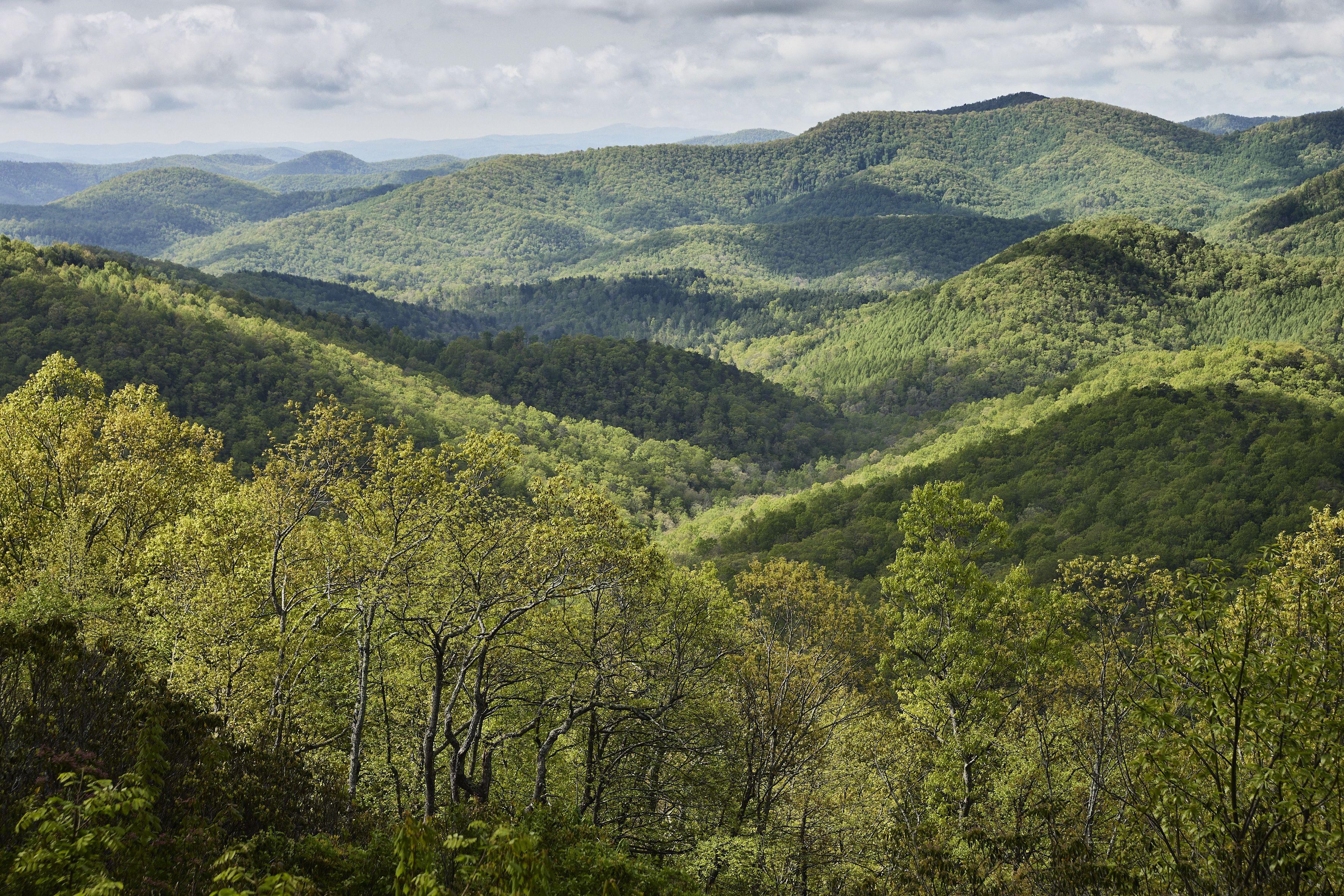 El documental Forested Future invita a reconectar con el mundo natural y los grandes bosques del planeta
