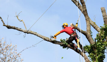 ¿Cuándo es necesario realizar podas en altura?