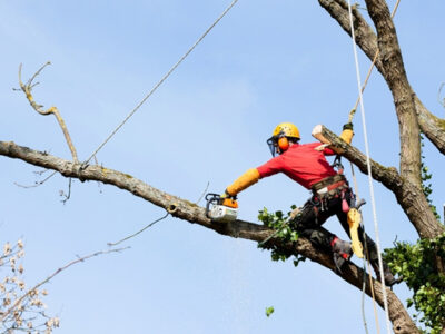¿Cuándo es necesario realizar podas en altura?