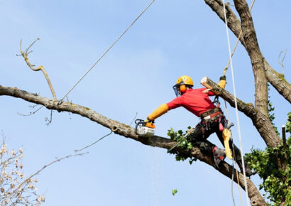 ¿Cuándo es necesario realizar podas en altura?
