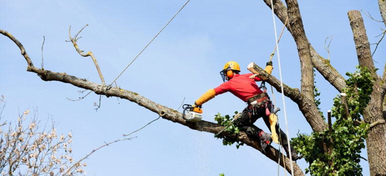 ¿Cuándo es necesario realizar podas en altura?