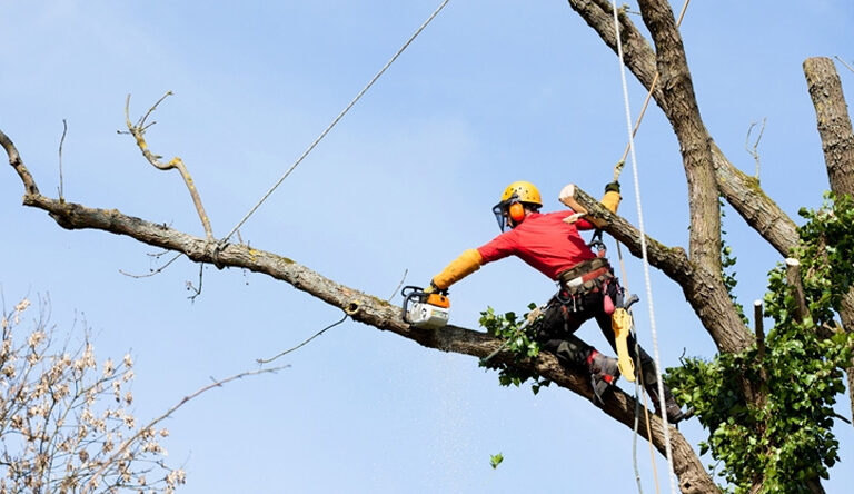 ¿Cuándo es necesario realizar podas en altura?