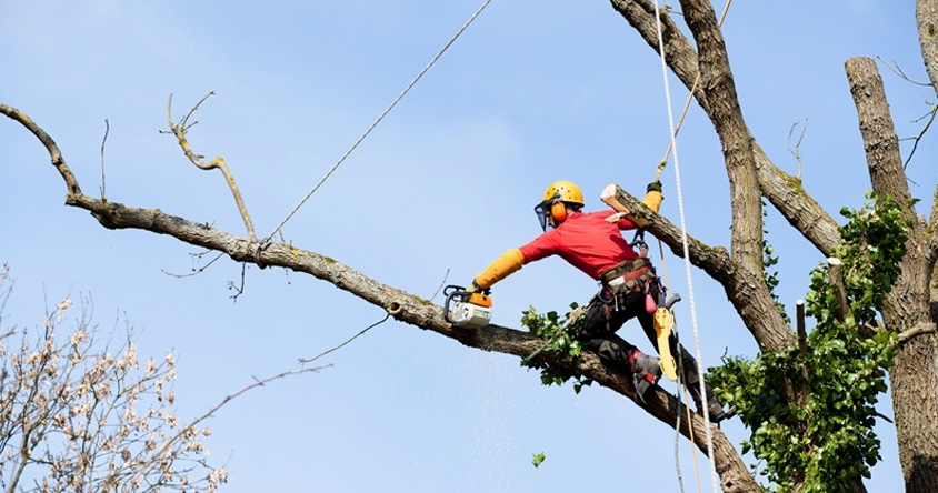 ¿Cuándo es necesario realizar podas en altura?