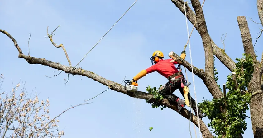 ¿Cuándo es necesario realizar podas en altura?