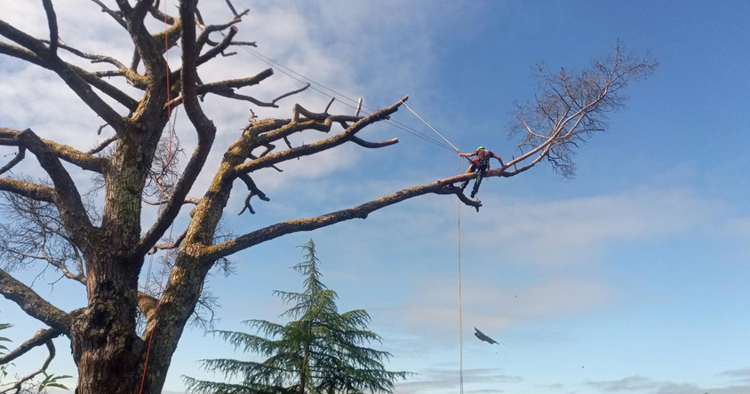 Importancia de intervenir árboles de gran tamaño Importancia de intervenir árboles de gran tamaño