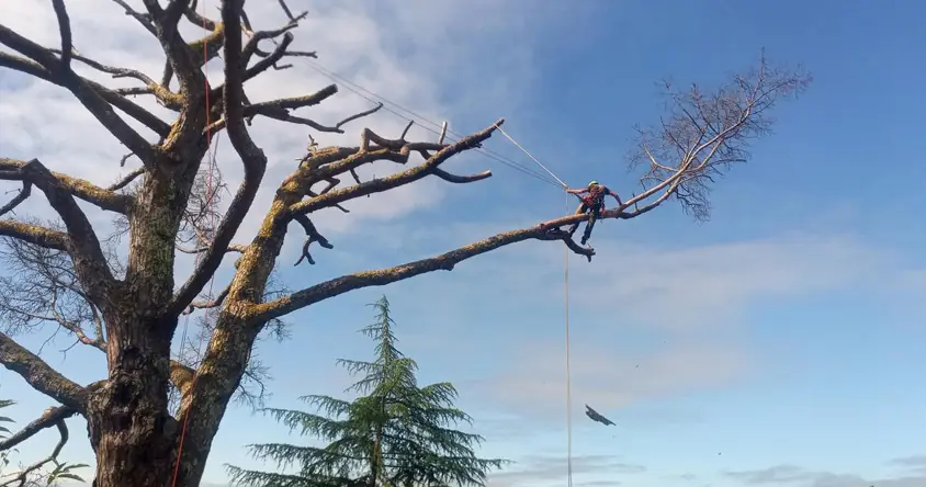 Importancia de intervenir árboles de gran tamaño