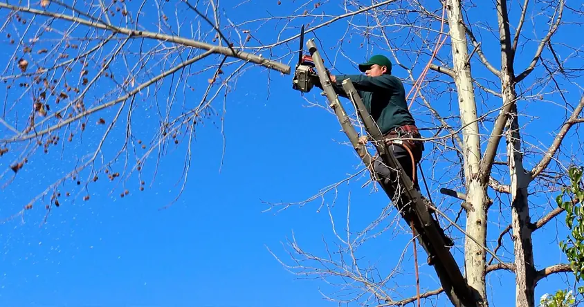 Temporadas recomendadas para realizar podas en altura