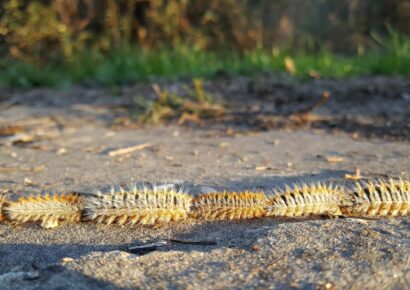 El viento dispara la alerta por procesionaria: veterinarios atienden cada vez más casos en perros tras los últimos temporales