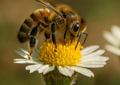 Pastrana acoge la primera feria apícola de España, con 45 ediciones que convierten a La Alcarria en capital mundial de la miel