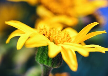 Árnica, un tesoro botánico protegido para preservar su legado milenario