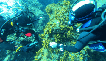 Underwater Gardens International impulsa en Tenerife un piloto de regeneración marina