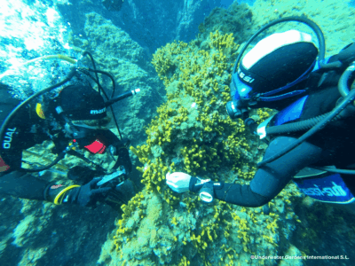 Underwater Gardens International impulsa en Tenerife un piloto de regeneración marina