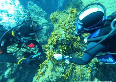 Underwater Gardens International impulsa en Tenerife un piloto de regeneración marina