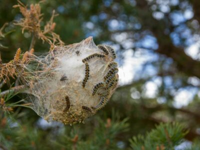 La procesionaria ya no espera a la primavera: su aparición se adelanta y aumenta el riesgo sanitario en España