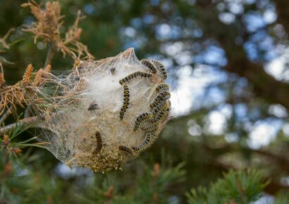 La procesionaria ya no espera a la primavera: su aparición se adelanta y aumenta el riesgo sanitario en España