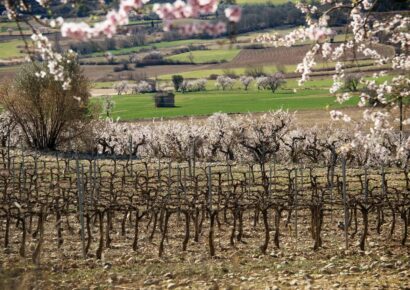 Bodegas Obergo enumera las claves que definen el carácter de su vino tinto del Somontano