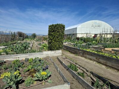 DHL Supply Chain y Fundación A LA PAR inauguran un huerto corporativo solidario para impulsar la inclusión y la sostenibilidad