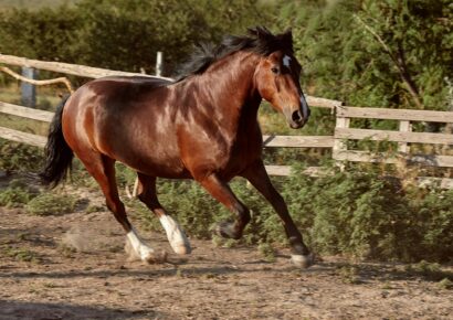 Bifeedoo destaca el valor de la energía natural en caballos mediante su pienso ecológico para caballos