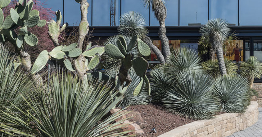Beneficios del xeropaisajismo en jardines modernos