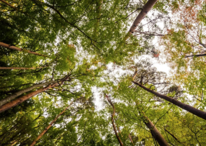 Grup Boix celebra que el Govern sitúe la gestión forestal como una política estructural de país