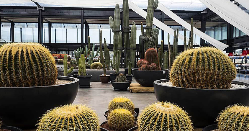 Jardines sin exceso de agua: claves del xeropaisajismo