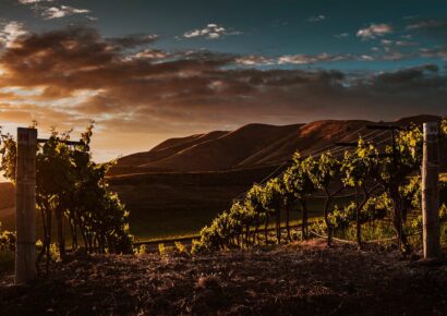 Obergo propone nuevos maridajes para su Chardonnay de Obergo en la temporada primaveral