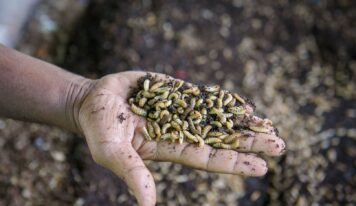 Animals’ View publica un reportaje sobre las granjas de insectos y sus implicaciones éticas