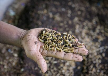 Animals’ View publica un reportaje sobre las granjas de insectos y sus implicaciones éticas