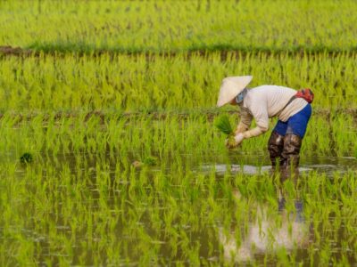 El arroz importado gana terreno en Europa y amenaza la autenticidad de la paella española