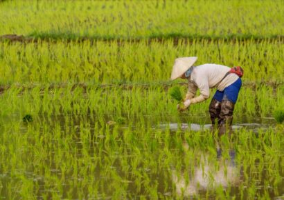 El arroz importado gana terreno en Europa y amenaza la autenticidad de la paella española