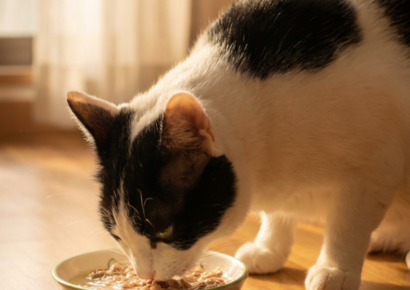 Chef Miau lleva a los hogares españoles comida natural para gatos, pensada a medida de cada animal