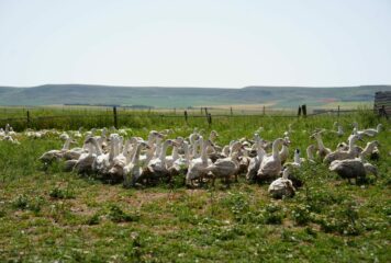 Influencers y periodistas descubren en Palencia el origen del Foie Gras