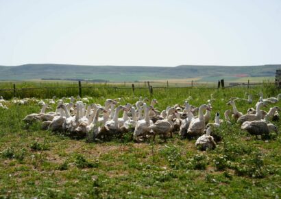 Influencers y periodistas descubren en Palencia el origen del Foie Gras